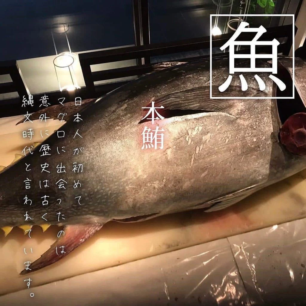 【マグロは縄文時代からいた🐟】