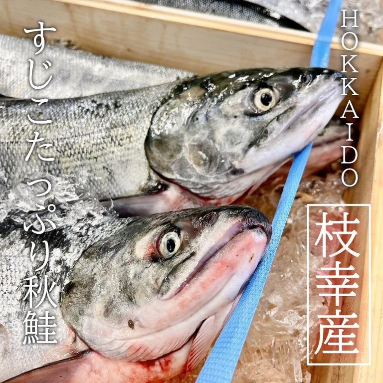 【すじこたっぷり秋鮭🐟】