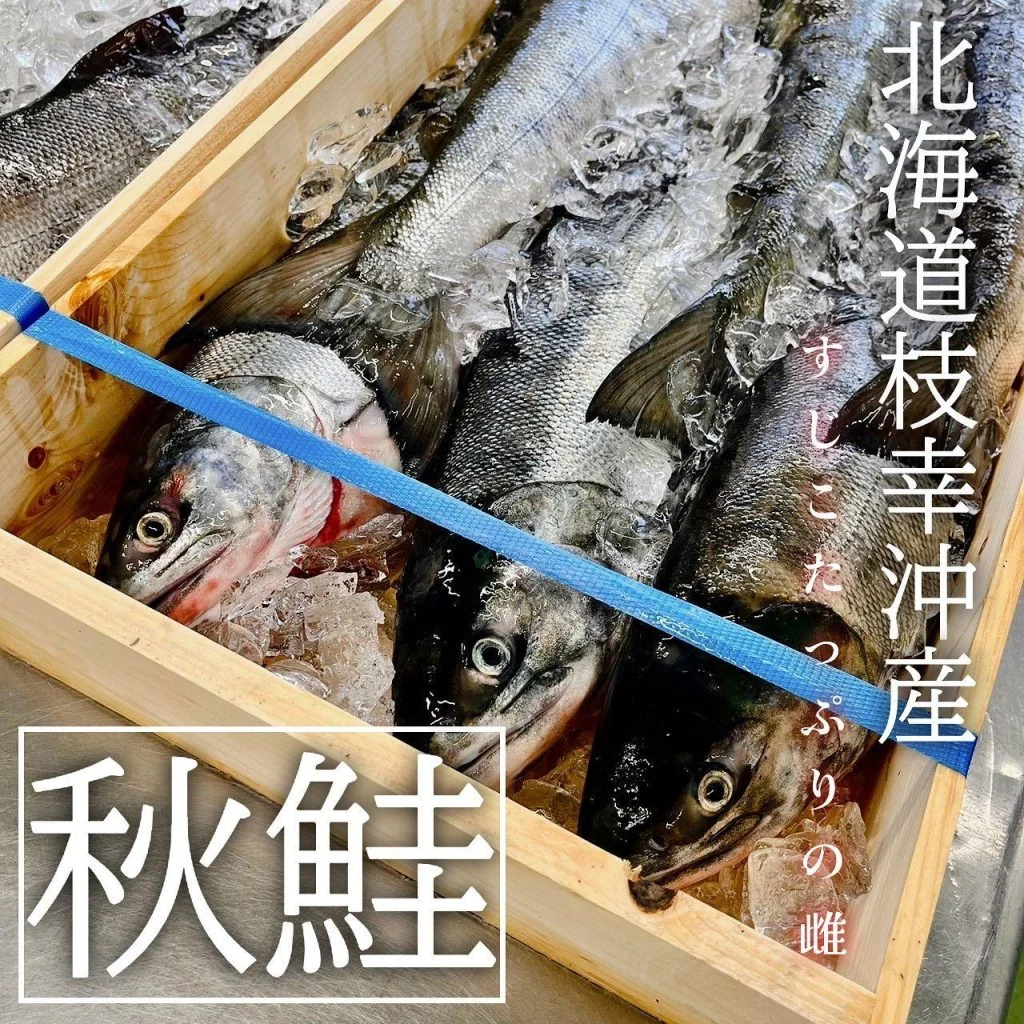 【すじこたっぷり秋鮭🐟】