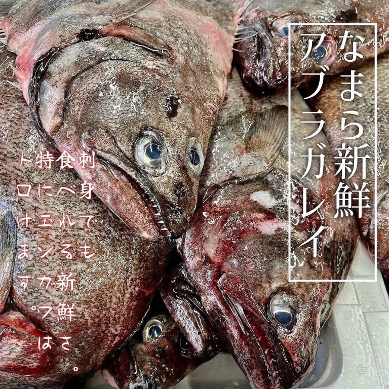 【羅臼産アブラガレイ入荷🐟】@北海道/札幌/居酒屋/個室/海鮮/焼鳥/喫煙可/人気/おすすめ/宴会/飲み放題/日本酒