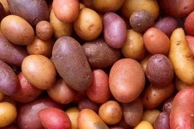 食材イメージ