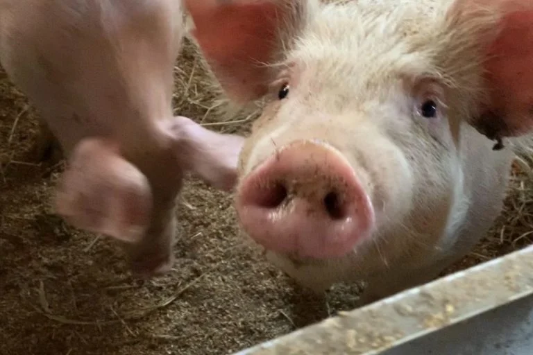 健酵豚イメージ